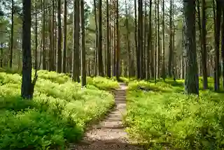 Forest Trail Area at Purva Emerald Bay